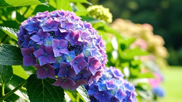 Vibrant purple and blue hydrangea flowers bloom beautifully in a lush garden