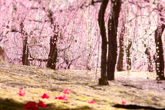 春の日本庭園の満開のしだれ梅と苔の上を彩る椿の落花