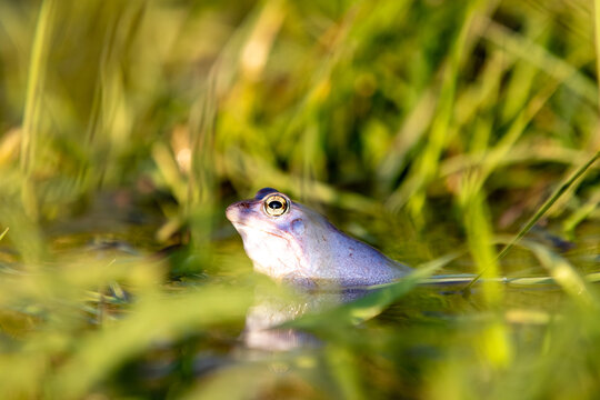 Moorfrosch (Rana arvalis) im Teichgras &ndash; blaues M&auml;nnchen mit Kopf &uuml;ber der Wasseroberfl&auml;che, Nahaufnahme mit gr&uuml;nem Bokeh im Hintergrund