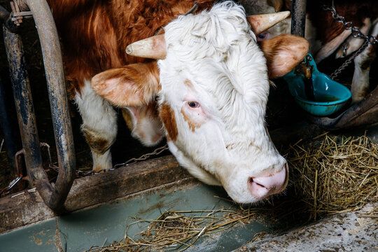 Simmental cow eating hay in barn