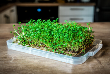 Organic healthy micro green, raw sprouts in greenhouse home conditions.