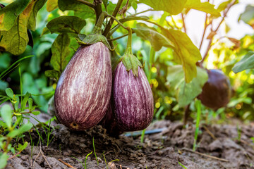 Ripe organic eggplants (aubergine) in the garden