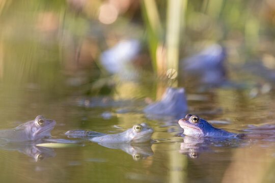 Moorfrosch-Paar (Rana arvalis) im Amplexus &ndash; Fortpflanzungsszene im Schilf mit Hintergrundunsch&auml;rfe