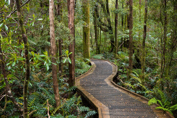 Obraz premium Wooden boardwalk through lush rainforest in Tasmania, Australia