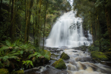 Obraz premium Nelson Falls in lush rainforest of Tasmania, Australia