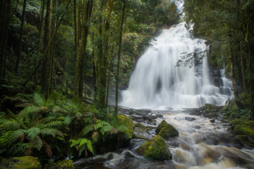 Fototapeta premium Nelson Falls in lush rainforest of Tasmania, Australia