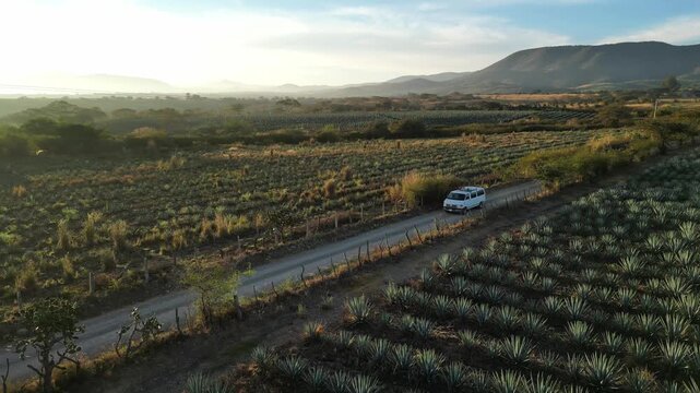 White van driving past agave plantations in Jalisco Michoacan Mexico. Aerial drone view shows vehicle on unpaved road between fields