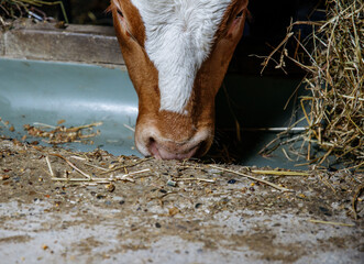 Young calf eating hay in barn enclosure close-up view © HelgaQ