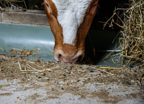 Young calf eating hay in barn enclosure close-up view