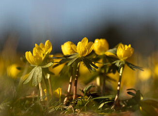  Ranniki zimowe (Eranthis hyemalis) kwitnące w lesie na tle suchych liści, zwiastuny wiosny © mycatherina