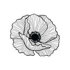 A black and white illustration of a poppy flower from a front view