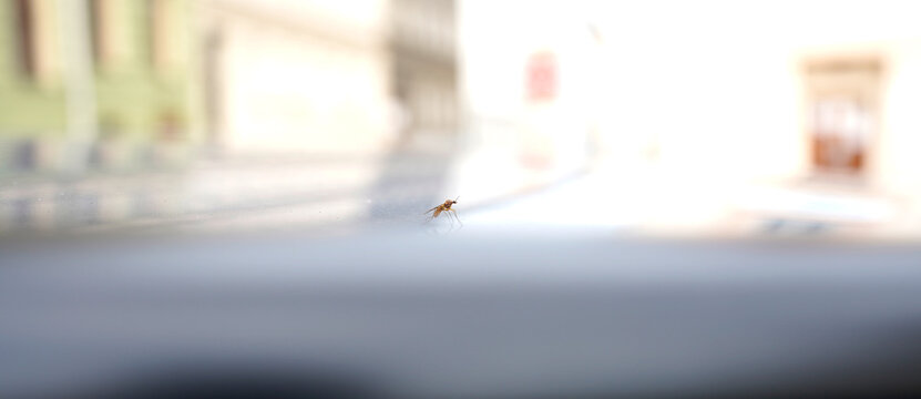 Abstract blurred urban scene with shallow focus highlights a tiny insect on a surface, contrasting sharp detail against soft background bokeh and bright daylight tones.