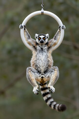 Fototapeta premium Lemur Hanging From Aerial Hoop in Performance Pose with Striped Tail and Expressive Eyes Against Blurred Natural Background