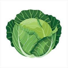 Fototapeta premium Cabbage vegetable illustration vector design
