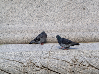 Two feral pigeons resting on some stonework © chris