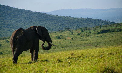 Elephant | Maasai Mara, Kenya