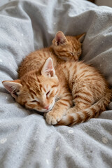 Fototapeta premium Two Adorable Orange Tabby Kittens Sleeping Peacefully Together on a Soft Gray Textured Blanket in Cozy Home Setting