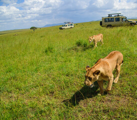 Lion | Maasai Mara, Kenya