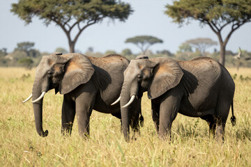 Obraz premium Two Majestic African Elephants Standing Side by Side in a Sunlit Savanna Grassland with Acacia Trees and Open Sky Natural Wildlife Photography