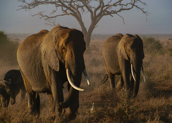 Elephant | Amboseli National Park, Kenya