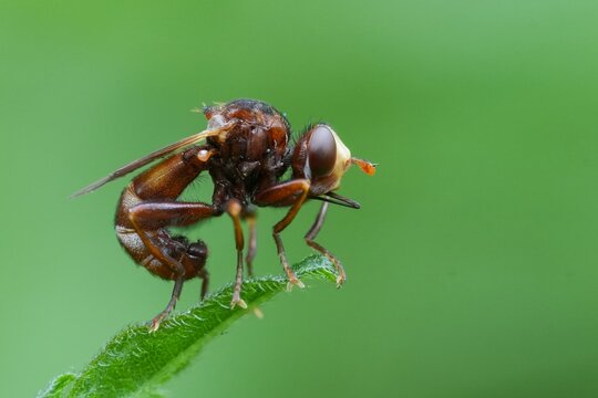 Closeup macro on a ferroginous bee-grabber fly, Sicus ferrugineus sitting on top of a grass straw