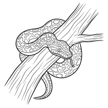 Line art illustration of a powerful patterned snake, a python or boa, coiled around a sturdy tree branch, ideal for wildlife designs and educational content