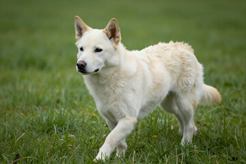 White Dog Running Through Lush Green Grass Field Outdoors in Natural Daylight with Soft Focus Background and Detailed Fur Texture