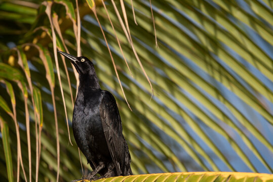 Great Tailed Grackle