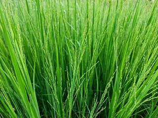 Naklejka premium Lush Green Grass Background – Fresh Natural Texture with Vertical Lines