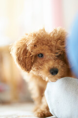 Adorable toy poodle puppy sitting indoors with fluffy brown fur