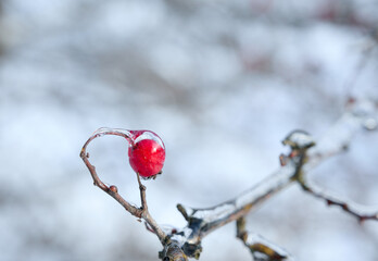 Close-up of hawthorn branch (Crataegus monogyna) with red berries against soft blurred winter landscape.