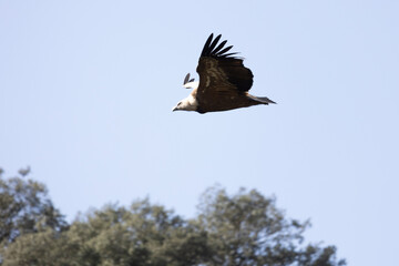 Vulture Soaring in Blue Sky with Tree Branches Below