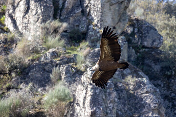 Vulture Flying Overhead with Wings Spread Against Blurred Rocky Background