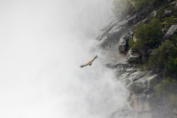 Vulture Flying into Fog with Dramatic Copy Space