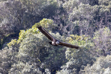 Frontal View of Vulture Soaring with Wings Fully Extended