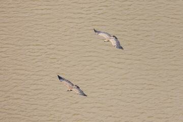 Pair of Vultures Soaring with Wings Spread Over Brown Water Surface