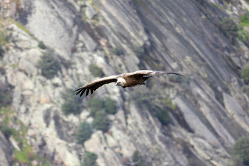 Frontal Vulture in Flight with Sharp Gaze and Blurred Cliffs Background