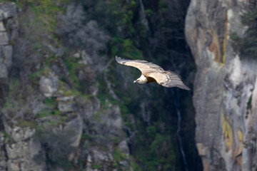 Vulture in Profile Soaring in Natural Environment