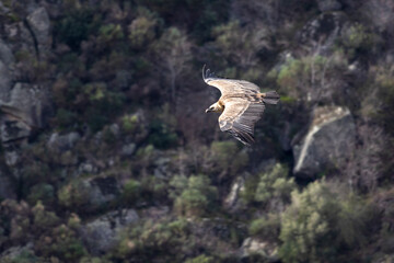 Vulture in Flight Highlighting Detailed Upper Wing Plumage