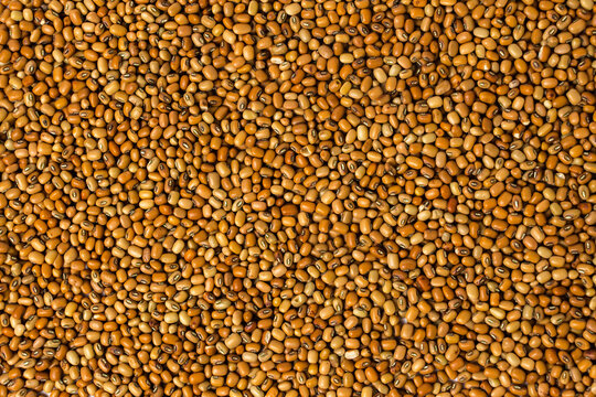 Full-Frame Background of Raw Dried Brown Cowpeas (Red Lobia), Top-Down Close-Up Texture of Organic Vigna Unguiculata Seeds with Distinctive Dark Eyes, High-Angle View of Raw Legumes.