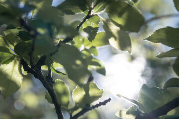 Light Through the Leaves: A Play of Shadows and Sunlight