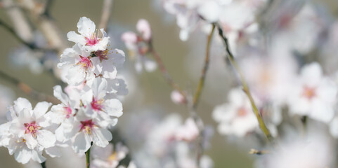 Obraz premium White and pink spring blossoms