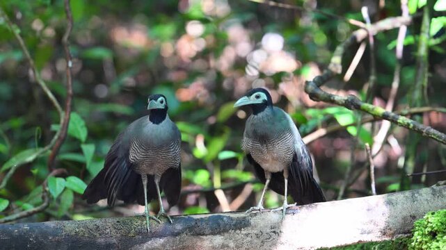 Bornean ground cuckoo (Carpococcyx radiceus)