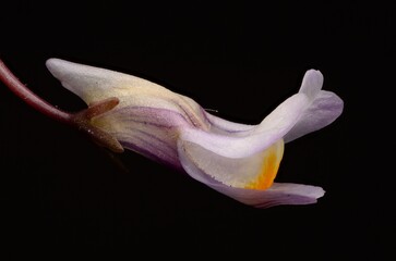 Cymbalaria Muralis Side View Macro purple