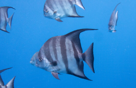 Atlantic Spadefish