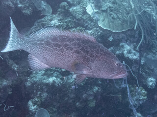 Fototapeta premium Yellowfin Grouper