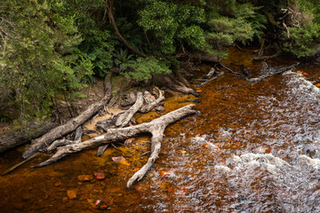 Tea Colored River in Tasmanian Rainforest, Australia
