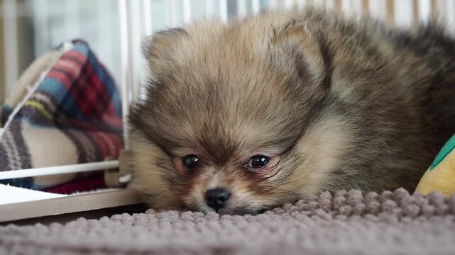 家のリビングで元気で遊んでいる可愛いポメラニアンの子犬の様子