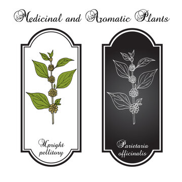 Upright pellitory or eastern pellitory-of-the-wall (Parietaria officinalis), edible and medicinal plant. Hand drawn botanical vector illustration