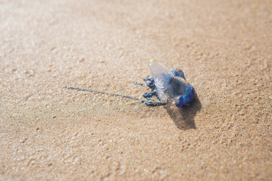 Bluebottle Jellyfish Washed Ashore on Sandy Beach, Australia